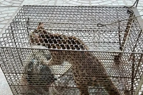 A wildcat handed over by a local resident to the Centre for Rescue, Conservation and Creature Development under the Phong Nha-Ke Bang National Park Management Board this year (Photo: VNA)