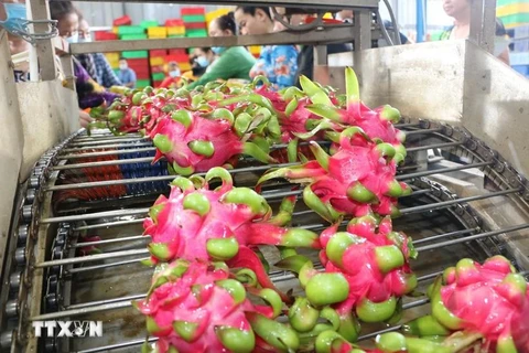 Dragon fruit cleaning line for export (Photo: VNA) 