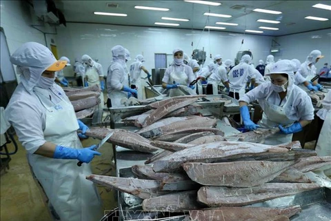 Processing frozen ocean tuna for export at the Binh Dinh Seafood JSC's plant. (Photo: VNA) 