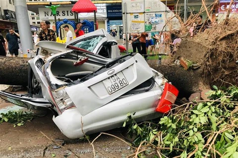 A car crushed by fallen tree in front of HH Building, Linh Dam urban area, Hanoi (Photo: VNA)