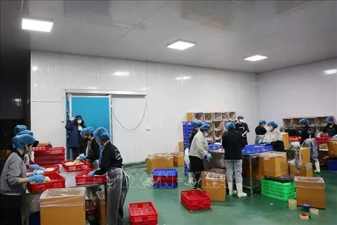 Dak Lak province currently hosts 17 durian processing enterprises equipped with freezing and cold storage facilities, with a combined annual capacity of approximately 120,000 tonmes. (Photo: VNA)