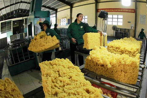 Processing rubber for export at the Chu Pah Rubber One Member Co Ltd factory in Gia Lai province. (Photo: VNA) 