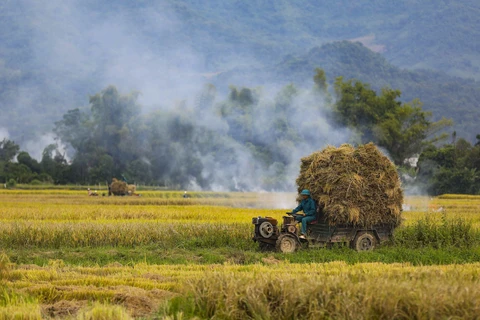 Temporada dorada en el campo de arroz de Muong Thanh