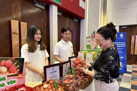 Hung Yen lychees favoured by consumers (Photo: VietnamPlus)