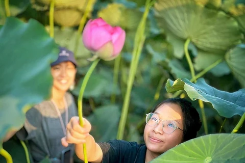 Tourists enjoy picking lotus at drawn (Photo: VietnamPlus)