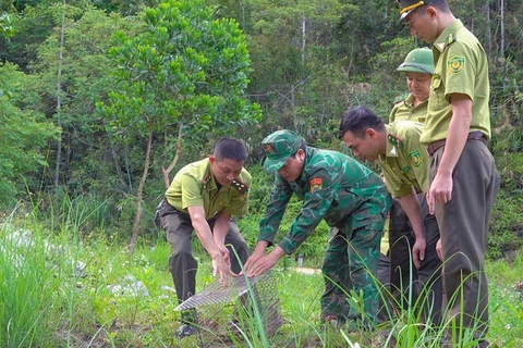 Les forcent compétentes de Nghê An relâchent un rare python réticulé dans la nature. Photo: tienphong,vn 