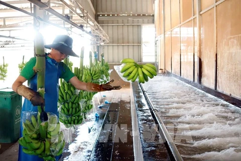 Des ouvriers travaillent dans une usine de transformation de bananes de la Société agricole du sud du Laos du groupe THACO. Photo; VNA