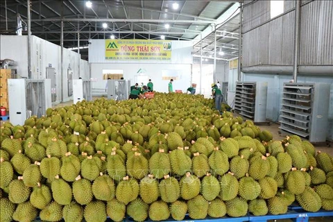 Le durian exporté vers la Chine. Photo: VNA