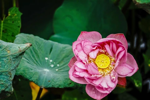 Beauté du lotus du lac de l’Ouest, une fleur légendaire et emblématique de Hanoi 