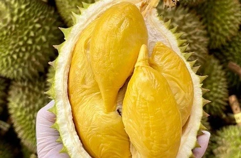 Les exportations de durian devraient rapporter trois milliards de dollars en 2024