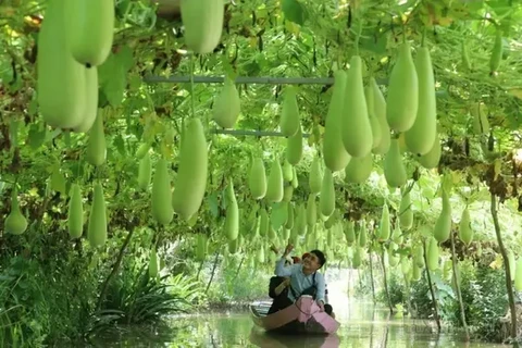 Delta du Mékong : faire des produits agricoles de véritables atouts touristiques 