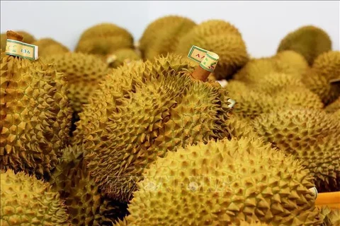 Les durians vietnamiens exportés vers la Chine. Photo: VNA