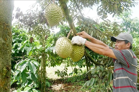 嘉来省民族同胞注重提高榴莲树的经济效益