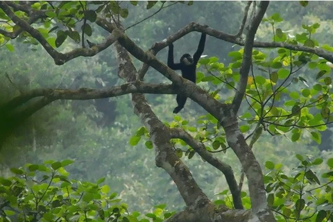 A northern white-cheeked gibbon (Photo: moitruong.net.vn)