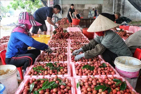 The northern province of Bac Giang is famous for thieu lychees, which grow mainly in Luc Ngan district (Photo:VNA)