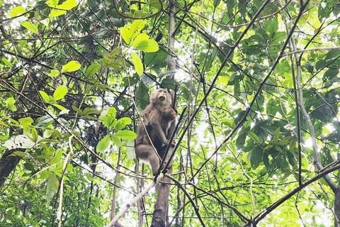 The released animals are all on the list of endangered, precious, and rare animal species. (Photo: VNA)