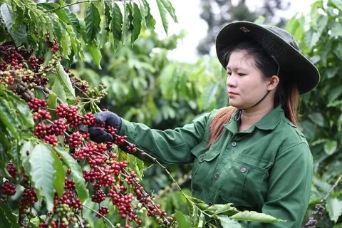 A coffee picker at work (Photo: VNA)