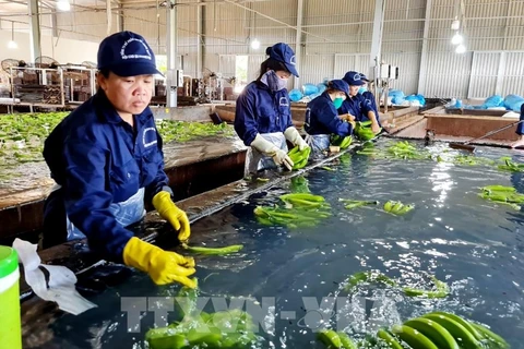 Japan proposes Vietnam revise maximum residue limits for some agricultural chemicals. (Photo: VNA)