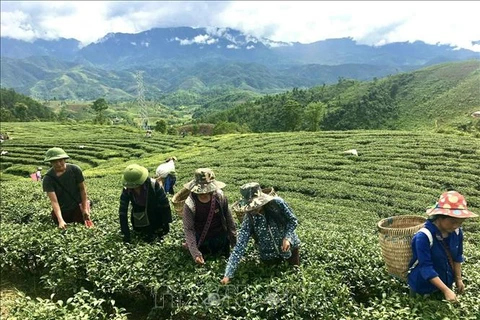 Farmers pick fresh tea buds in the northern province of Lai Chau. (Photo: VNA)