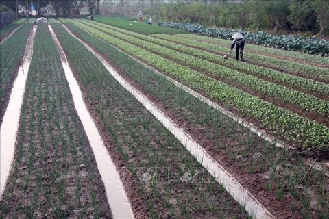 A farm in Van Tao commune, Thuong Tin district, Hanoi (Photo: VNA)