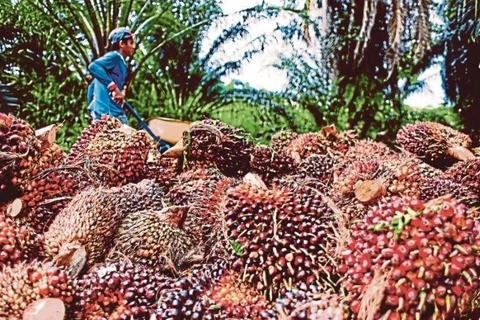 Palm oil is one of the Malaysian products exported to Vietnam. (Photo: NST)