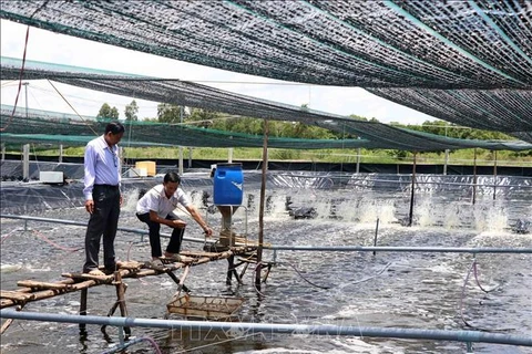 An environmentally-friendly shrimp farming model in Ca Mau province (Photo: VNA)