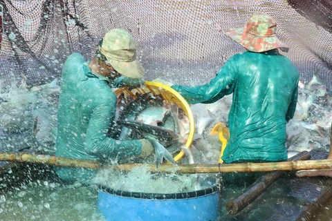 Farmers harvest tra fish (pangasius) in Dong Thap province (Photo:VNA)