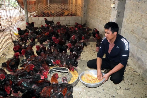 A member of Dong Tao Chicken Breeding and Trading Cooperative in Khoai Chau district, Hung Yen province feeds chicken in his farm. (Photo: VNA)