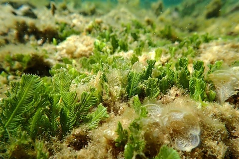 Seaweed and seagrass ecosystem in Nui Chua National Park's Marine Protected Area in Ninh Hai District, the coastal south-central province of Ninh Thuan. (Photo: VNA)