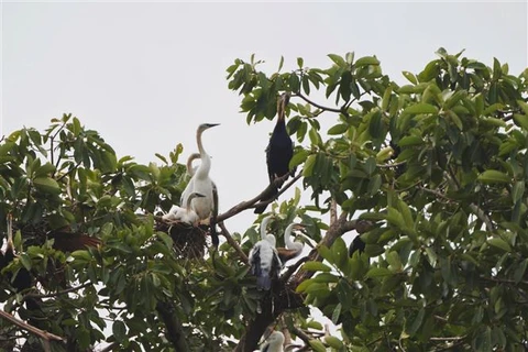 Oriental darters are seen on an islet in Long An lake in Buu Long tourist site in the southern province of Dong Nai. (Photo: VNA)