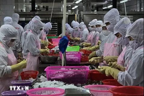 Workers process shrimp for export (Photo: VNA)