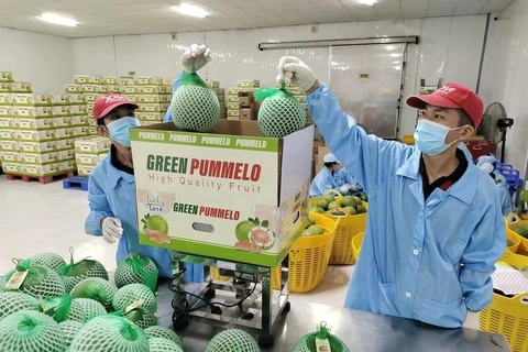 Workers package pomelos for export. (Photo: VNA)