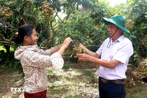 Hung Yen longan is famous for its distinctive fresh, delectable, and sweet flavour. (Photo: VNA)