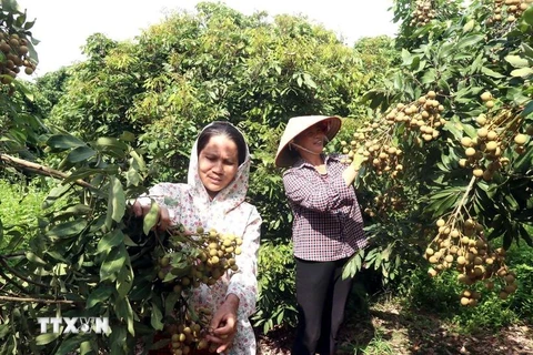 Hung Yen is ready to export longan to Japan. (Photo: VNA)