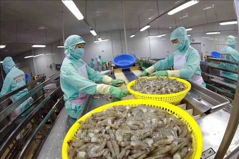 Processing shrimp for export at Minh Phu Seafood Corp (Photo: VNA)