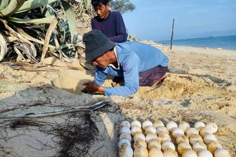 A sea turtle conservation volunteer collects eggs at Trang Dao beach (Photo: Hon Cau Marine Protected Area)