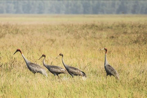 The red-crowned crane is a rare species, named in the World Red Book as in an endangered state and in need of protection. (Photo: VNA)