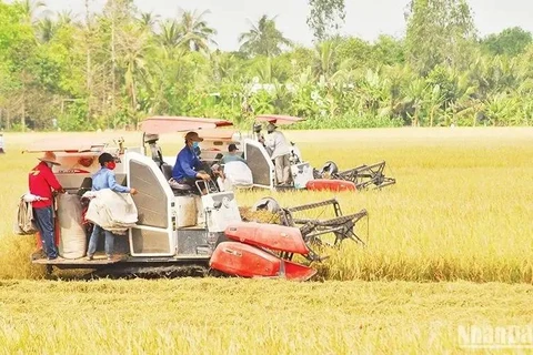 Rice harvest in Hau My Trinh commune, Cai Be district, the Mekong Delta province of Tien Giang (Photo: nhandan.vn)