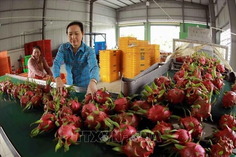 Vietnamese dragon fruits have been exported to China via official channels. (Photo: VNA)