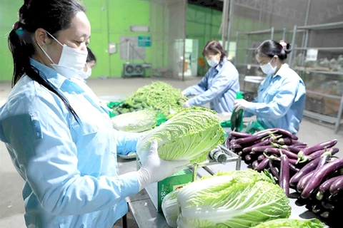 A safe vegetable production chain of Van Duc Anh Agricultural Service Cooperative in Gia Lam district, one of the typical agricultural production chains in the capital city. (Photo courtesy of the Hanoi Department of Agriculture and Rural Development) 