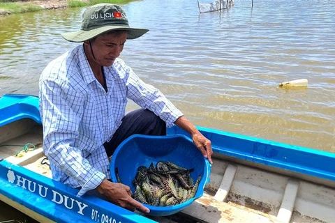 Rice-shrimp cultivation has proved its efficiency in climate change adaption and income improvement (Photo: VNA)