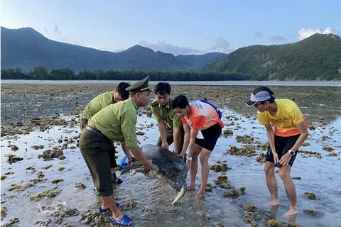 The turtle is returned to the sea. (Photo: moitruong.net.vn)