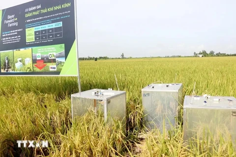 Devices to gauge greenhouse gas emission in an organic rice farming model in Can Tho (Photo: VNA)