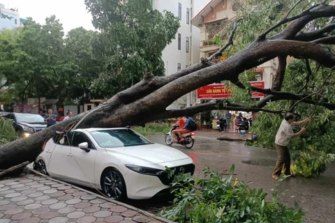 A tree fell onto a car due to the impact of Typhoon Yagi in Hanoi (Photo: VNA)