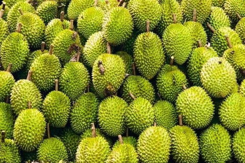 This year, the durian export value in 2024 is forecast to hit 3-3.5 billion USD (Photo: VietnamPlus)