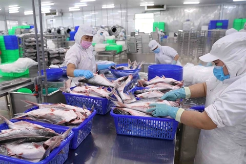 Pangasius exports in the first eight months of this year increased by 9% on year to 1.3 billion USD (Photo: VNA)