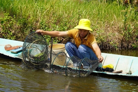 A farmer harvesting shrimp and crabs in the Mekong Delta province of Kien Giang. (Photo: VNA)