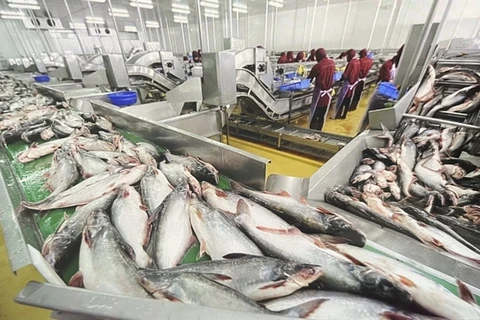 Workers classify raw pangasius for processing and export. (Photo: VNA)