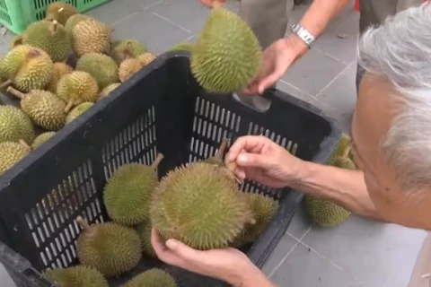 A customer in Malaysia examines durians. (Photo: CNA)