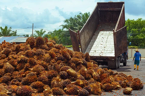 At a palm oil mill in Malaysia (Photo: sulpom.com)